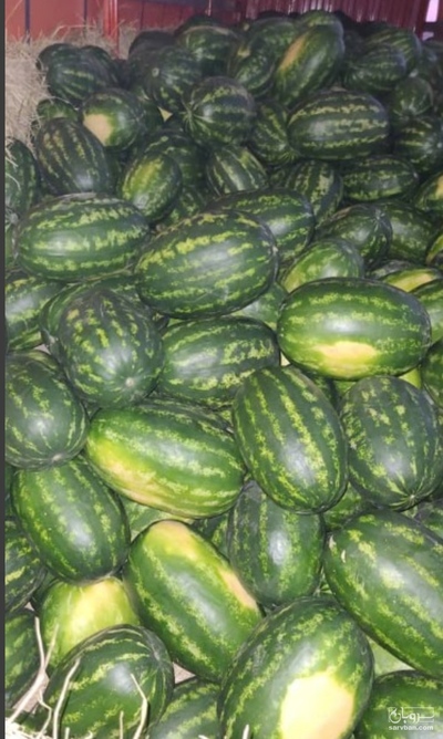 فروش هندوانه