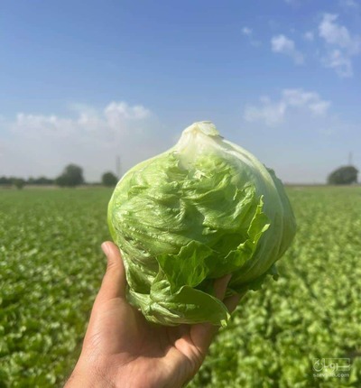 فروش کاهو ایسبرگ