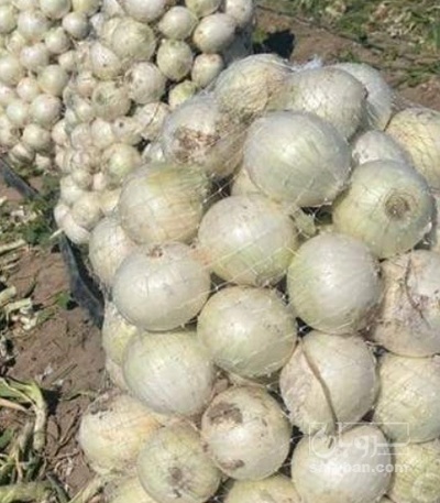 فروش پیاز سفید