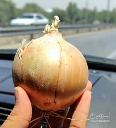 فروش پیاز زرد