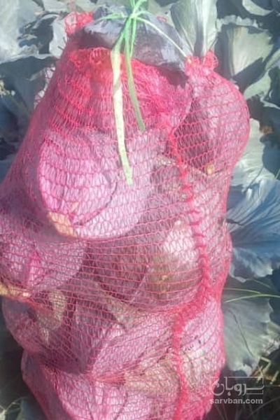 فروش کلم برگی قرمز