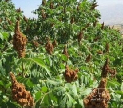 فروش سماق