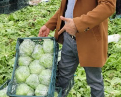 فروش کاهو ایسبرگ