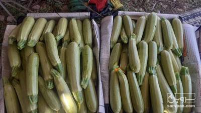 فروش کدو سبز