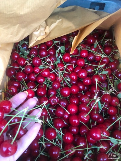 فروش آلبالو پیوندی