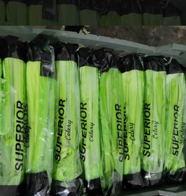 فروش کرفس صادراتی