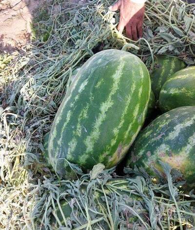 فروش هندوانهb32