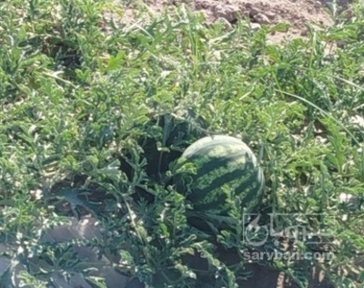 فروش هندوانه گرد