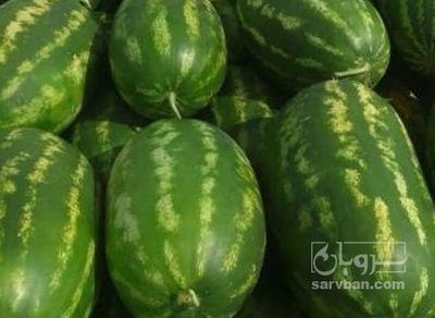 فروش هندوانه بیضی