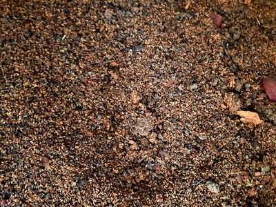 فروش هسته - دانه انار