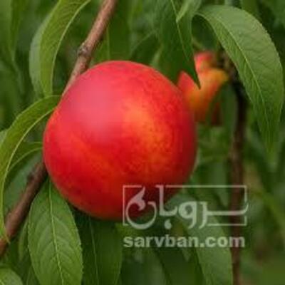 فروش شلیل