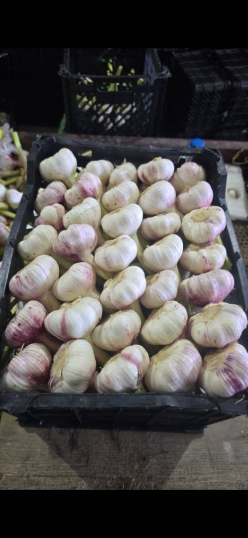فروش سیر