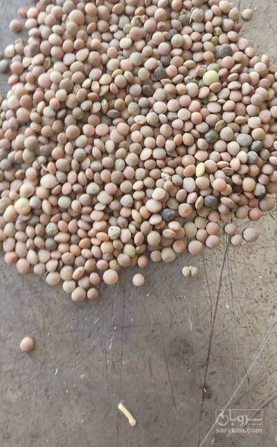 فروش عدس ایرانی