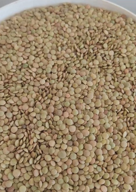 فروش عدس سفید
