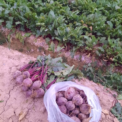 فروش چغندر لبو
