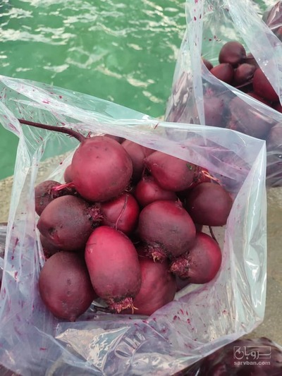 فروش چغندر لبو