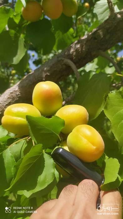 فروش زردآلو