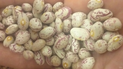 فروش لوبیا چیتی