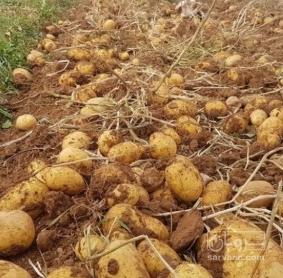 فروش سیب زمینی جلی