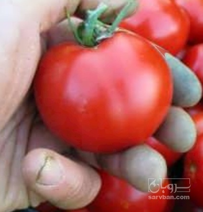 فروش گوجه فرنگی بروبیو پالت بندی شده