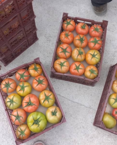 فروش گوجه فرنگی
