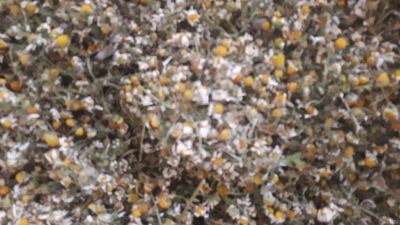 فروش بابونه