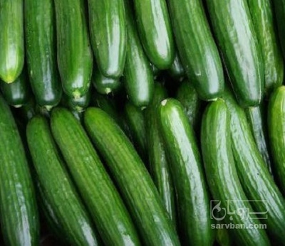 فروش خیار گلخانه ایی