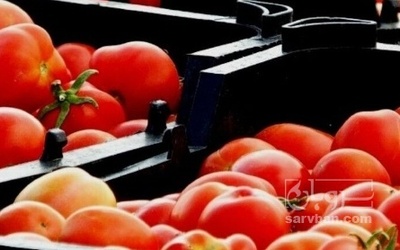 فروش گوجه فرنگی هوای ازاد