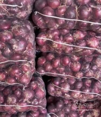 فروش پیاز قرمز