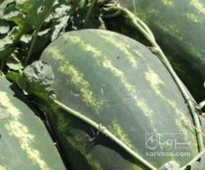 فروش هندوانه بیضی پرو