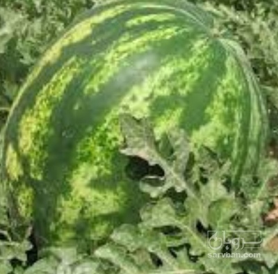 فروش هندوانه گرد