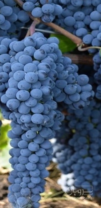 فروش انگور شانی صادراتی