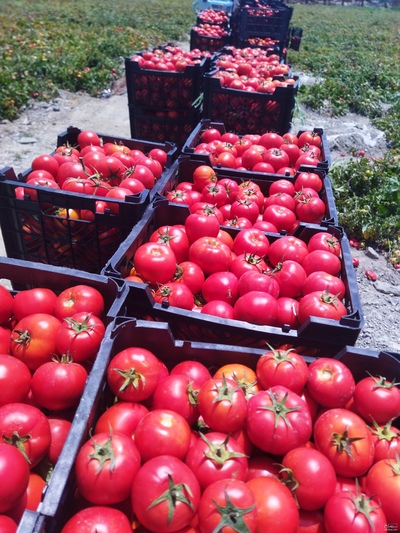 فروش گوجه فرنگی