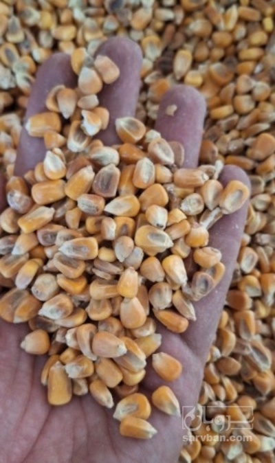 فروش ذرت دانه خوراک دام