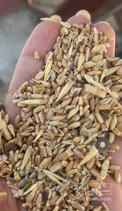 فروش ضایعات بوجاری گندم