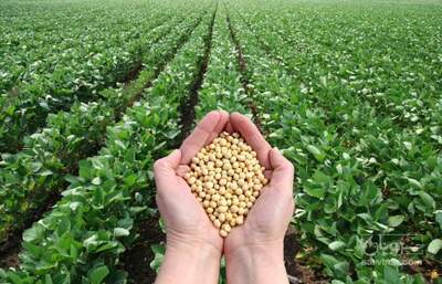 فروش سویا خام