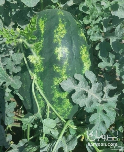 فروش هندوانه