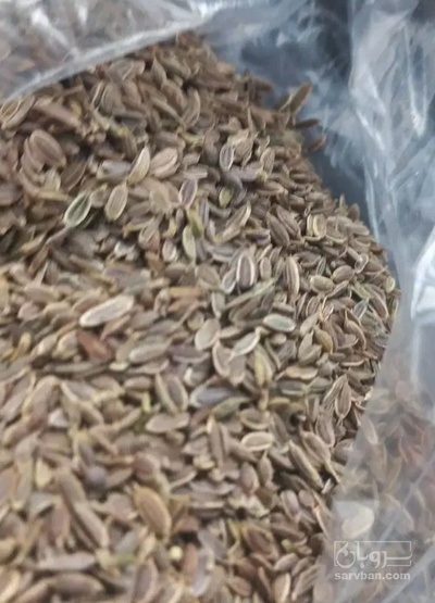 فروش بذر گشنیز