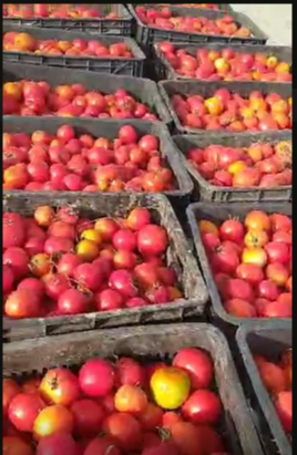 فروش گوجه فرنگی ربی