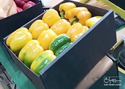 فروش فلفل دلمه ای