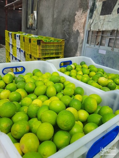 فروش لیموترش رودان