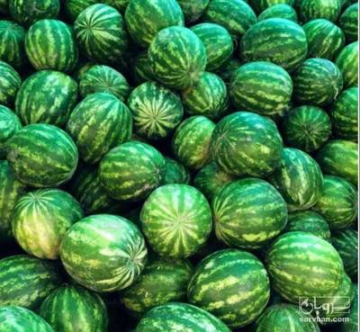 فروش هندوانه گرد