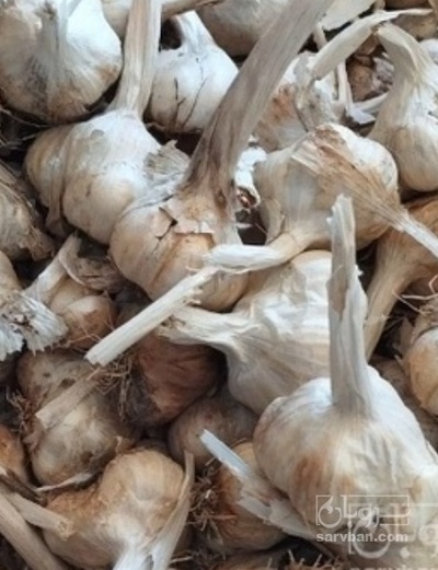 فروش سیر فله لشگری