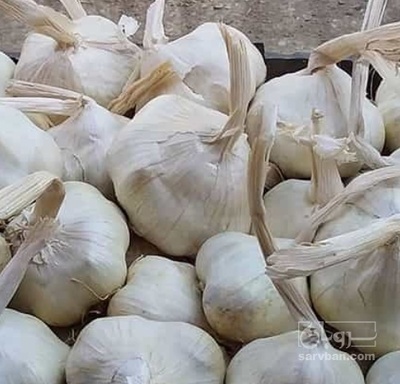 فروش سیر خشک صادراتی