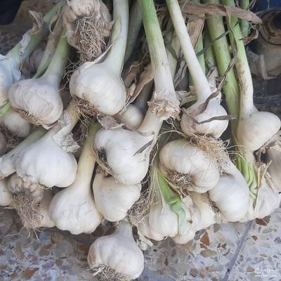 فروش سیر تازه