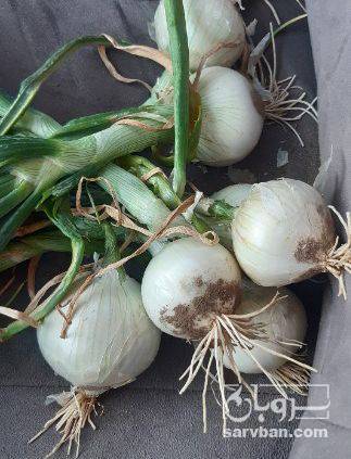 فروش پیاز سفید