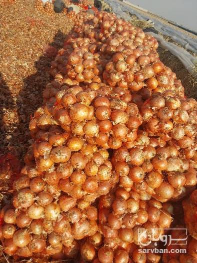 فروش پیاز زرد