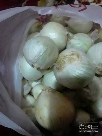 فروش پیاز سفید