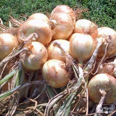 فروش پیاز زرد