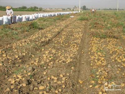 فروش سیب زمینی سانتا